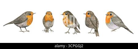 Acquerello affascinanti robins europei arroccati in varie pose. Illustrazione di Red Robin Bird su sfondo isolato. Uccelli primaverili Foto Stock
