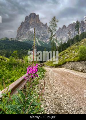 Sentiero escursionistico che conduce al gruppo Langkofel sull'Alpe di Siusi nelle Dolomiti, alto Adige, Italia. Foto Stock
