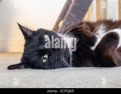 Primo piano di un gatto di smoking bianco e nero steso su un lato su un tappeto, guardando direttamente la fotocamera con occhi verdi. Foto Stock