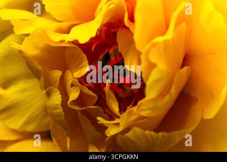 Grande fiore di peonia gialla Paeonia lutea in fiore da vicino. Foto di alta qualità Foto Stock
