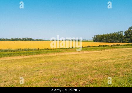 Paesaggio granuloso con campo di cereali giallo. Foto Stock