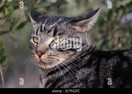 Ritratto di un gatto domestico da esterno grigio tabby moggy con motivo classico con muso arancione chiaro e baffi bianchi, in giardino, vista dall'angolo basso da vicino Foto Stock
