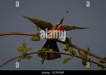 La mangia di api con la parte anteriore bianca diffonde le ali per catturare la mosca Foto Stock