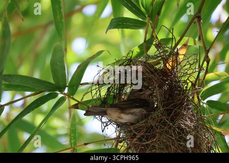 Fody rossa femmina (Foudia madagascariensis) nel nido (isola di Praslin, Seychelles) Foto Stock