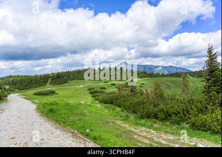 L'immagine cattura un vasto paesaggio alpino verde a Rax Austria, caratterizzato da erba vibrante e arbusti sparsi sotto un cielo blu luminoso adornato di Foto Stock