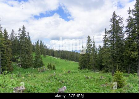 Un vibrante paesaggio verde delle montagne di Rax in Austria presenta un prato erboso circondato da lussureggianti alberi di conifere sotto un cielo azzurro e luminoso punteggiato Foto Stock