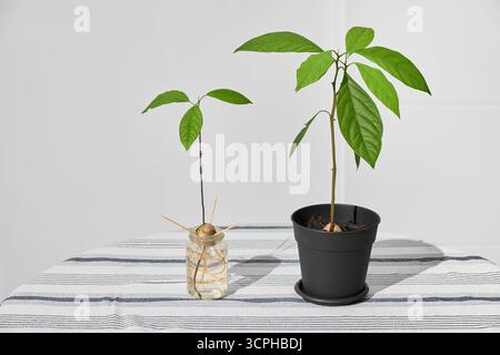 Su una tovaglia a strisce di colore chiaro, si trovano due piante di avocado: Una piccola germogliata in un barattolo con tre foglie e una pianta in vaso più grande, il tutto su una c Foto Stock