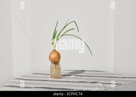 Un bicchierino minimalista di cipolle verdi germogliate in un vaso di vetro trasparente su un tavolo contro una parete bianca. Composizione semplice, fresca e pulita, ideale per alimenti o. Foto Stock