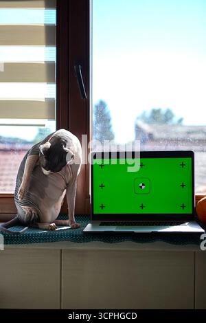 Un gatto della sfinge guarda curiosamente un computer portatile che mostra uno schermo cromatico verde. Le zucche collocate nelle vicinanze creano un'atmosfera stagionale di Halloween in un ambiente accogliente Foto Stock