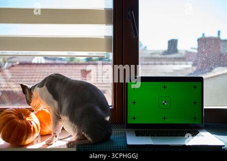 Un gatto senza capelli si rilassa accanto alle zucche e a un computer portatile con schermo cromatico verde. L'intima scena della finestra interna è evidenziata da Foto Stock