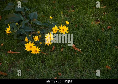 Vista dall'alto verso il basso di un ramo di girasole con numerosi piccoli fiori gialli adagiati su erba verde disseminata di foglie autunnali gialle, illuminati da caldo Foto Stock