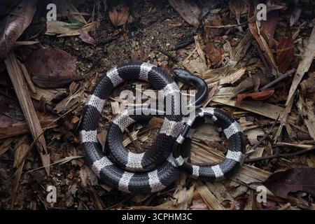Malayan Krait, o Blue Krait nel suolo della foresta, su foglie morte. Il veleno del krait malese è altamente neurotossina. Foto Stock