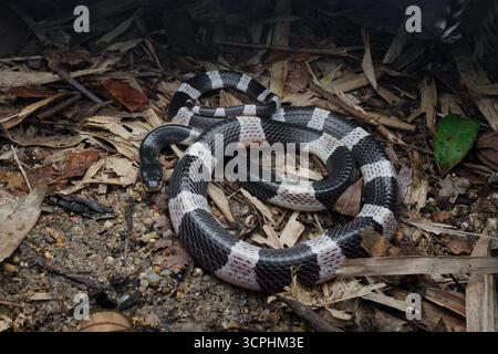 Malayan Krait, o Blue Krait nel suolo della foresta, su foglie morte. Il veleno del krait malese è altamente neurotossina. Foto Stock
