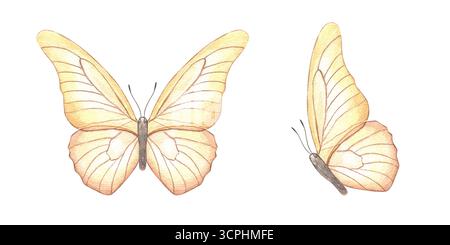 Due farfalle arancioni in due pose volanti clip art acquerello su sfondo isolato. Vista frontale e laterale. Foto Stock