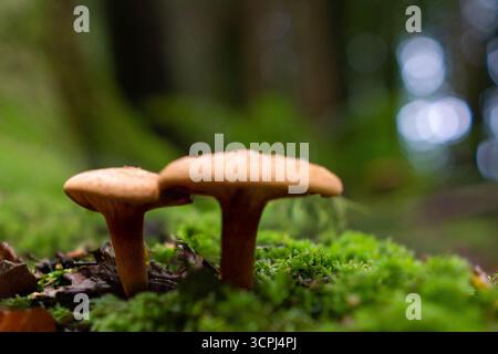 Due piccoli funghi marroni che crescono insieme sul muschio verde nella foresta da vicino. Foto Stock
