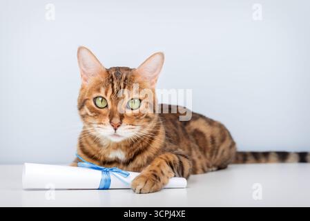 Un gatto del Bengala dagli occhi verdi giace su un tavolo, tenendo in mano un rotolo di carta legato con un nastro blu. Questo ritratto giocoso di un animale domestico di razza pura contro un dorso leggero Foto Stock