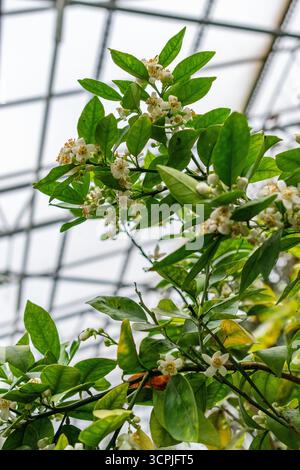 San Gallo, Svizzera, 20 febbraio 2025 Citrus Sinensis pianta presso l'orto botanico Foto Stock