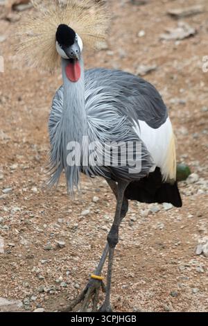 Ritratto di una Gru Balearica regulorum coronata da Grigio Foto Stock