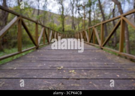 Passerella e passerella in legno sfocati con messa a fuoco morbida che conducono in una prospettiva di foresta verde Foto Stock