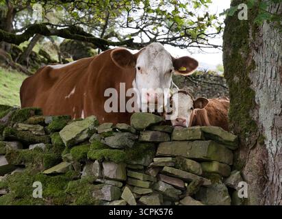 Mucca e vitello in un campo, Keld, North Yorkshire, Regno Unito Foto Stock