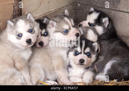 Cuccioli Husky con occhi blu , Natale, vacanze Foto Stock