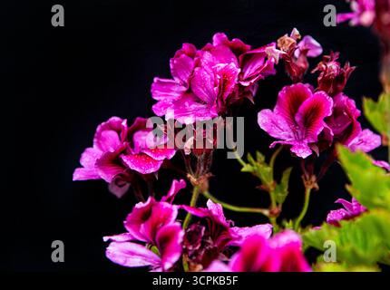 Primo piano di bellissimi fiori di geranio rosa e magenta dopo la pioggia. Sfondo floreale Pelargonia Royal Place per testo Foto Stock