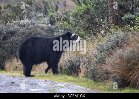 Orso andino (Tremarctos ornatus) camminando attraverso le praterie di Páramo nel Parco Nazionale di Antisana, Ecuador Foto Stock