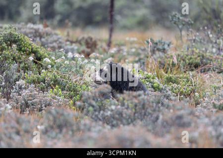 Ritratto di un orso andino in via di estinzione nell'ecosistema di Páramo, Ecuador. Foto Stock