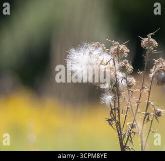 Fiori selvatici essiccati a settembre pronti per la dispersione dei semi Foto Stock