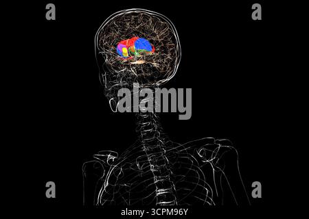Cervello umano con nucleo caudato (rosso), talamo (verde), putamen (blu) e globus pallidus (giallo) evidenziati, mostrando i principali gangli basali e rela Foto Stock