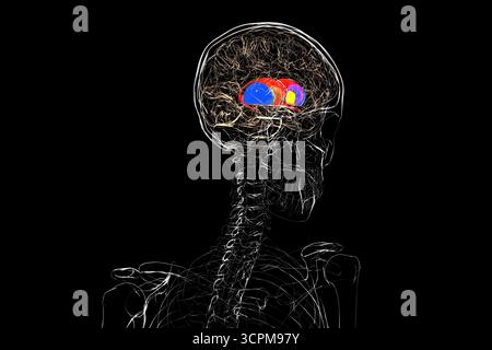 Cervello umano con nucleo caudato (rosso), talamo (verde), putamen (blu) e globus pallidus (giallo) evidenziati, mostrando i principali gangli basali e rela Foto Stock