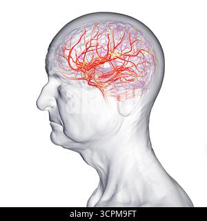 Illustrazione dell'afflusso di sangue arterioso del cervello umano in una persona anziana. Vista laterale. Foto Stock