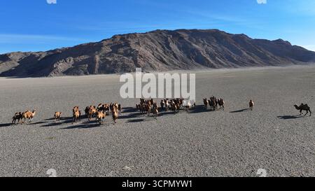 Cammelli battriani che camminano attraverso un deserto in Mongolia verso le montagne. Foto Stock