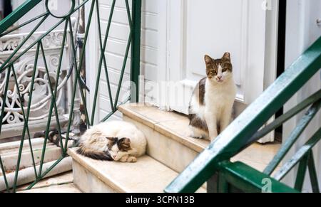 Due gatti si rilassano sui gradini di una casa bianca con ringhiera verde in metallo in una giornata di sole. Un gatto sta dormendo, mentre l'altro sembra vigile e vigile Foto Stock