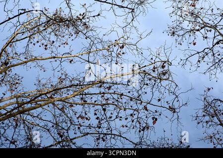 Rami di alberi e foglie morte in inverno Foto Stock