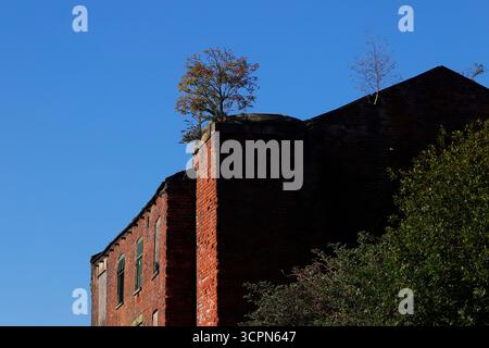 Un vecchio edificio derlict a Leeds con un albero che cresce dal tetto Foto Stock