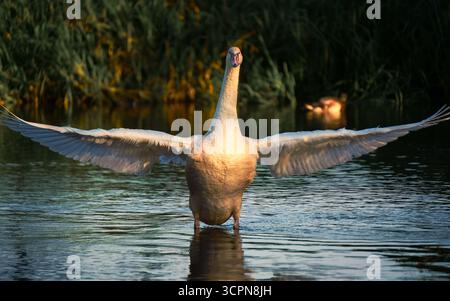 Swan che si allunga le ali Foto Stock