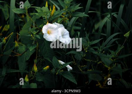 Moonflower Foto Stock