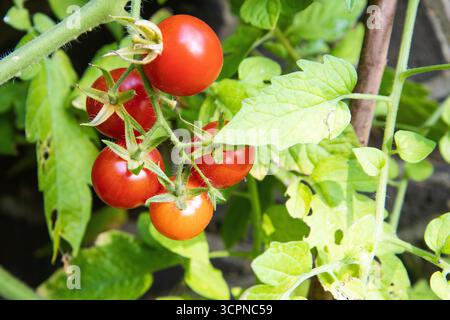 Pomodori freschi sulla vite che mostrano diverse fasi di maturazione, dal verde al giallo al rosso. Foto Stock
