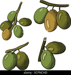 Set di rami di ulivo. Set isolato di ramoscelli di ulivo. Illustrazione colorata con inchiostro a linee grafiche vettoriali. Cucina italiana. Un simbolo di pace. Religi greco Illustrazione Vettoriale