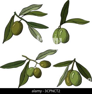 Ramoscello d'oliva, frutta a olio verde. Set isolato di ramoscelli di ulivo. Illustrazione colorata con inchiostro a linee grafiche vettoriali. Cibo mediterraneo, olio aromatico. Vintage Illustrazione Vettoriale