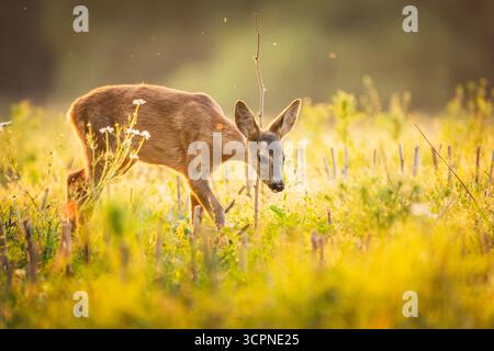 Giovani caprioli nel campo, giorno di sole Foto Stock