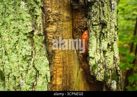 Una lumaca marrone senza guscio su un tronco di albero, Polonia orientale Foto Stock