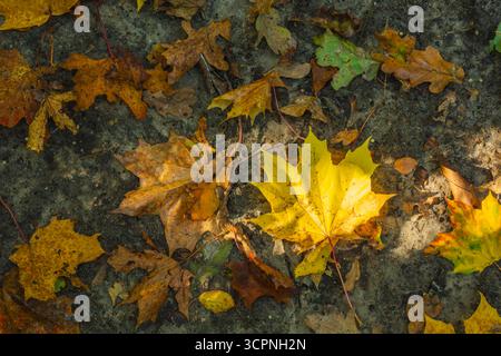Foglie di acero caduto e quercia giacciono a terra, illuminate dal sole, vista autunno ottobre Foto Stock