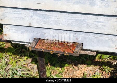 Api all'ingresso di un alveare Foto Stock