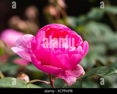 Doppio fiore rosa della lunga fioritura David Austin English Rose, Rosa "Skylark" Foto Stock
