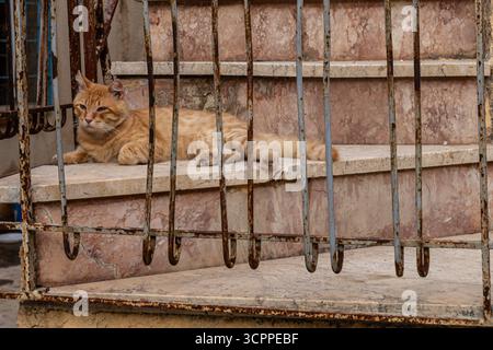 Gatto appoggiato su gradini di marmo, dietro ringhiera Foto Stock