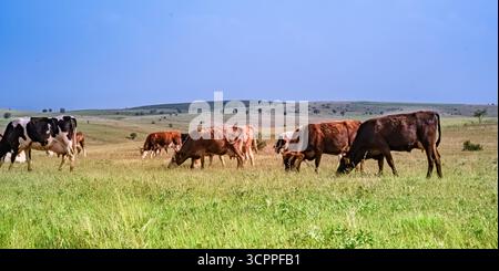 Un tranquillo paesaggio rurale caratterizzato da un gruppo di mucche che pascolano pacificamente in un prato pittoresco. Bestiame di un ambiente tranquillo. Foto Stock
