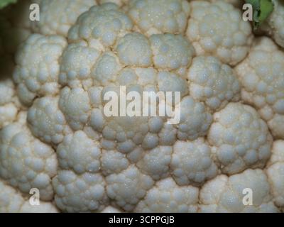 Dettagli Macro texture dei fiori di cavolfiore - foto macro estremamente ravvicinata della trama intricata, bianca e accidentata dei fiori di cavolfiore crudi. Eccellente per Foto Stock
