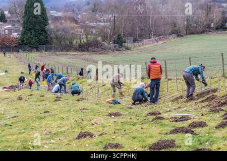 Volontari che piantano alberelli in una nuova riserva naturale di proprietà della comunità a Presteigne, Powys, Regno Unito Foto Stock